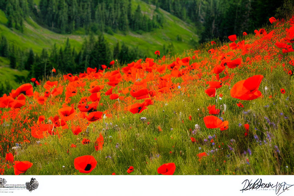 Colorful red poppies in vibrant field with green foliage