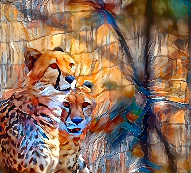 Cheetahs 