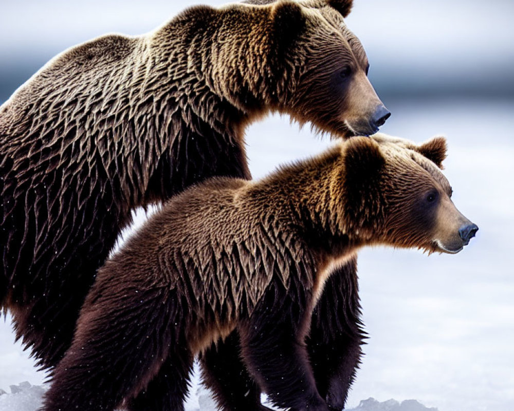 Two Brown Bears in Snowy Scene Looking Sideways