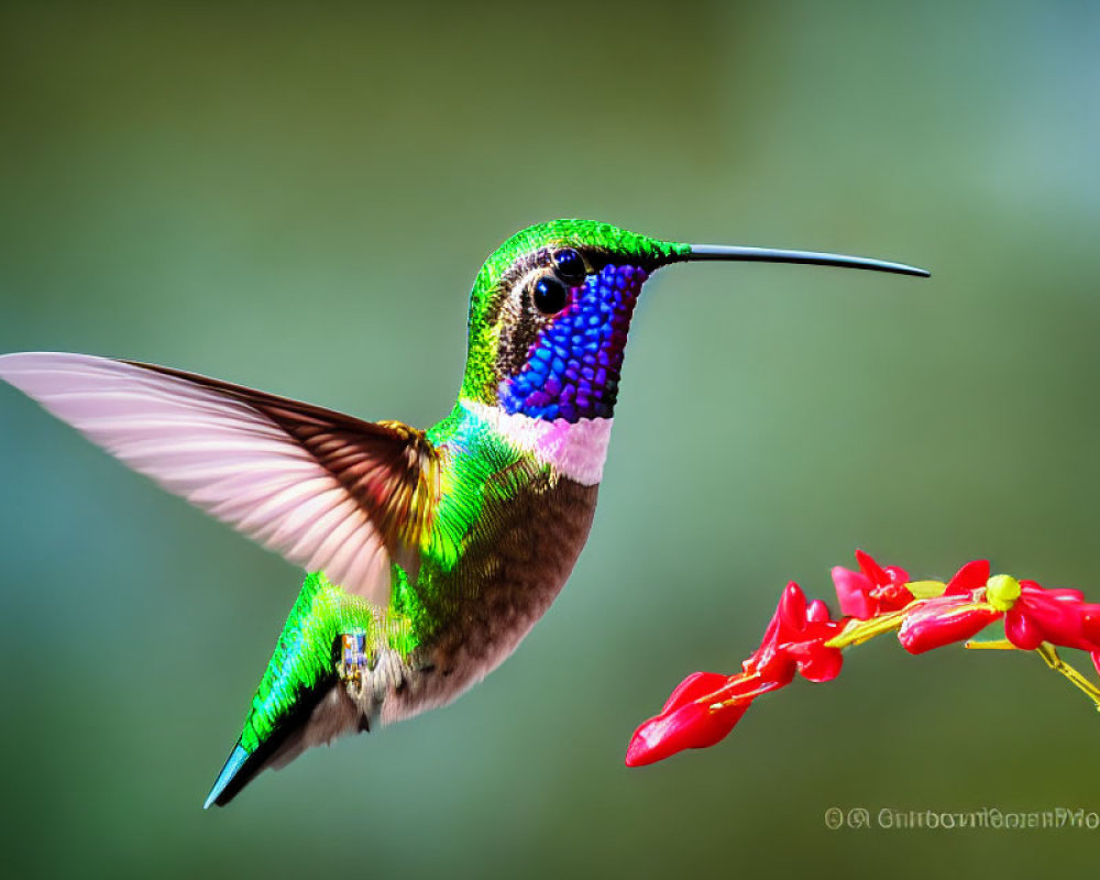 Colorful hummingbird in motion over red flowers on green background