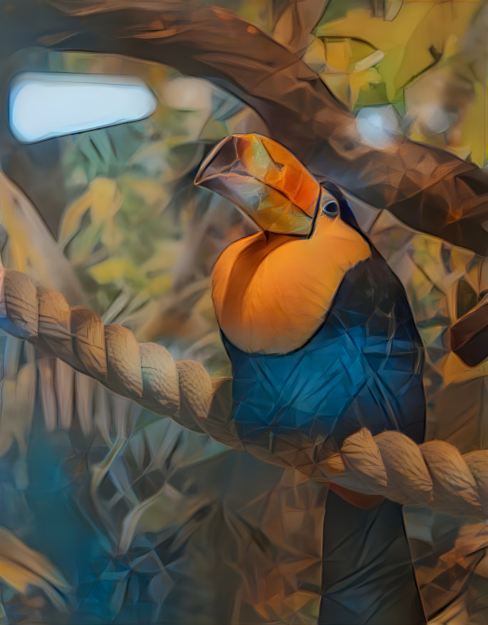 Toucan parrot