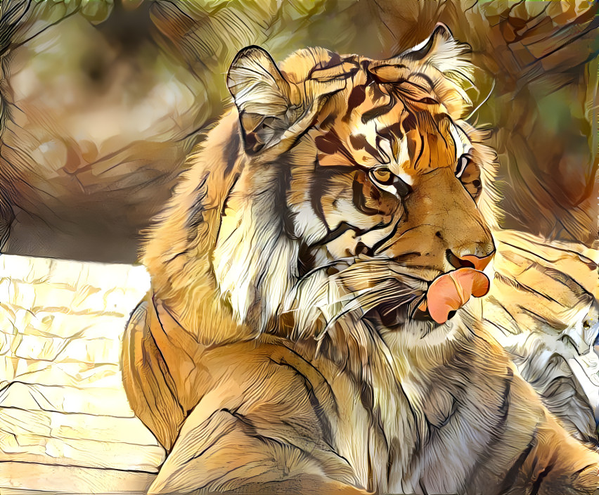 Tiger taking in the warm sunshine