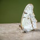 White Butterfly with Brown and Lilac Wing Patterns Perched on Green Surface