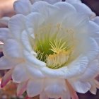 Pale cactus flower with white petals and stamens on soft background