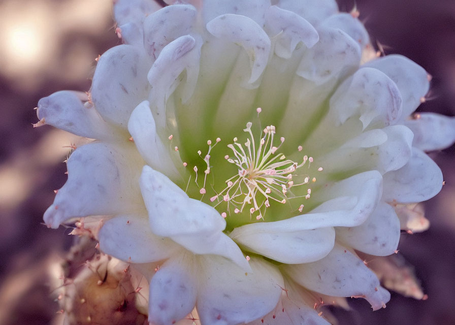 Pale cactus flower with white petals and stamens on soft background