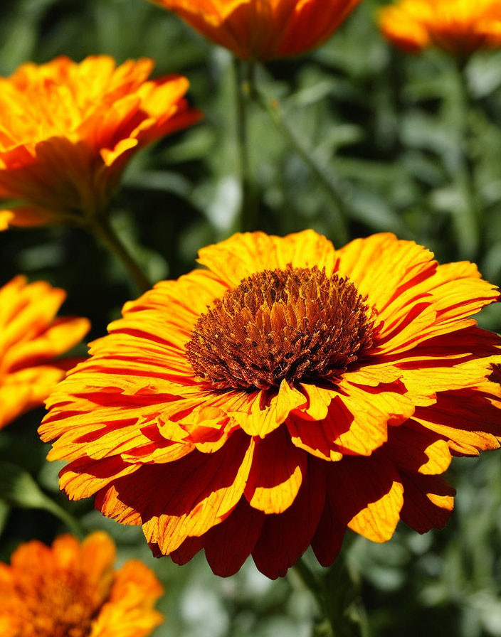 Vibrant orange flower with textured petals and dark brown center amidst green foliage