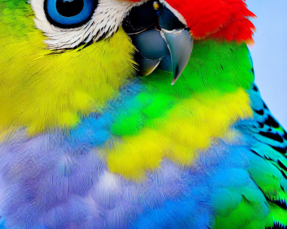 Colorful Parrot with Vibrant Feathers and Detailed Features