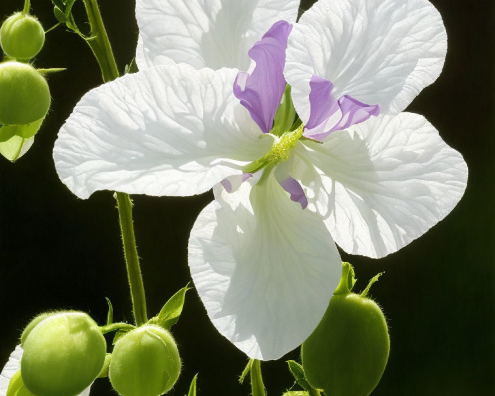 Close-up of delicate white flower with purple center on dark background surrounded by green buds