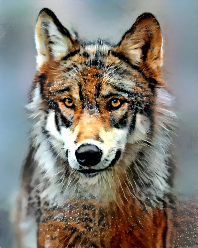 Wolf-Tiger