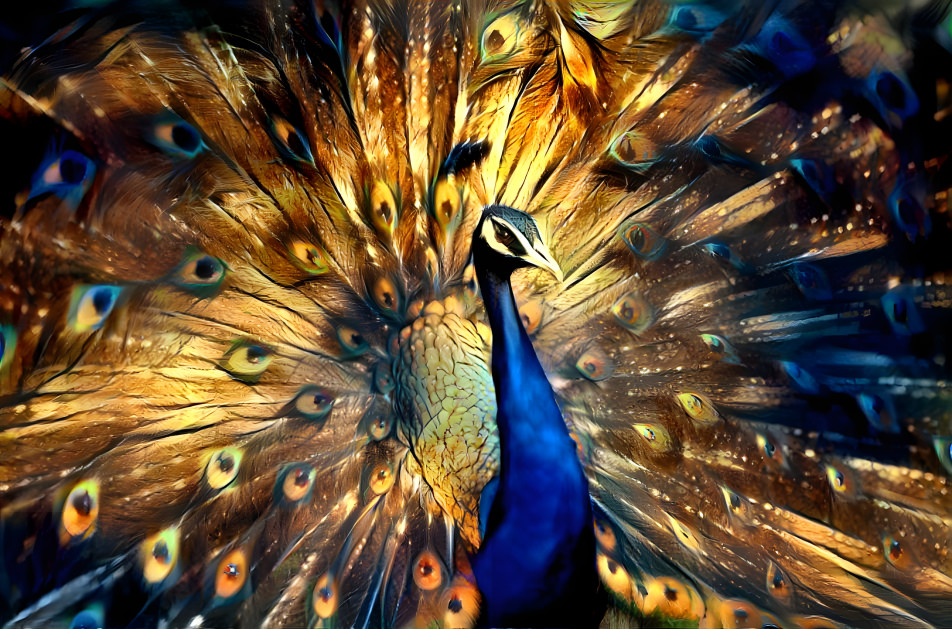 Peacock in the Light