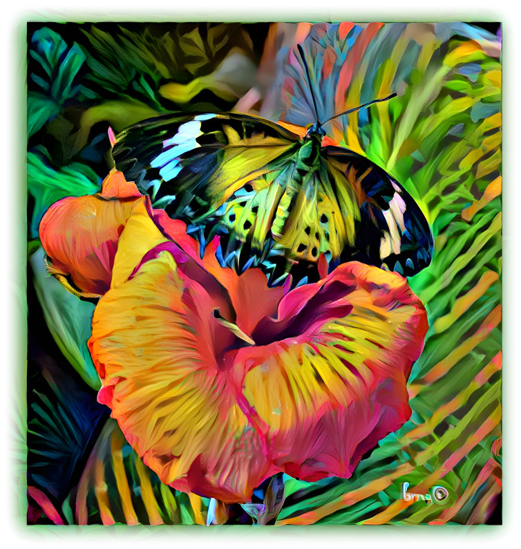 Butterfly on Canna Flower