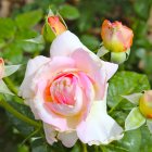 Delicate pink rose with orange buds on beige background