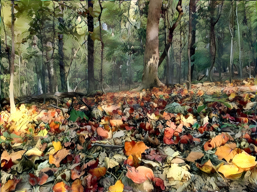Early Autumn Forest Floor