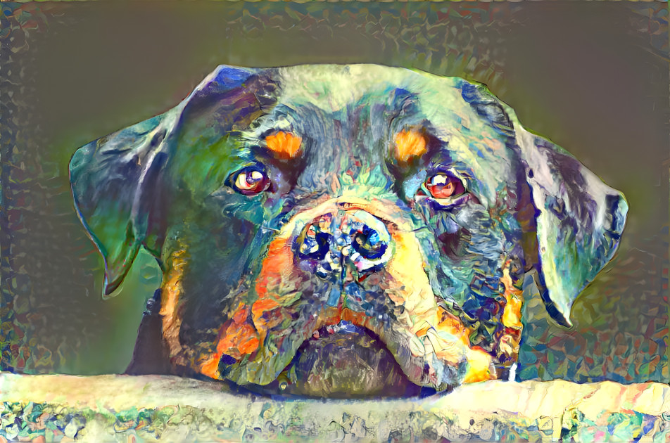 A colorful Rottweiler
