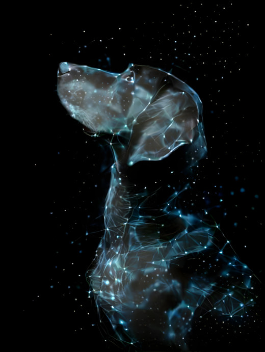 Constellation Black Dog