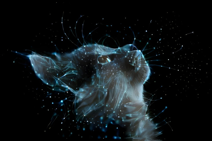 Constellation Cat
