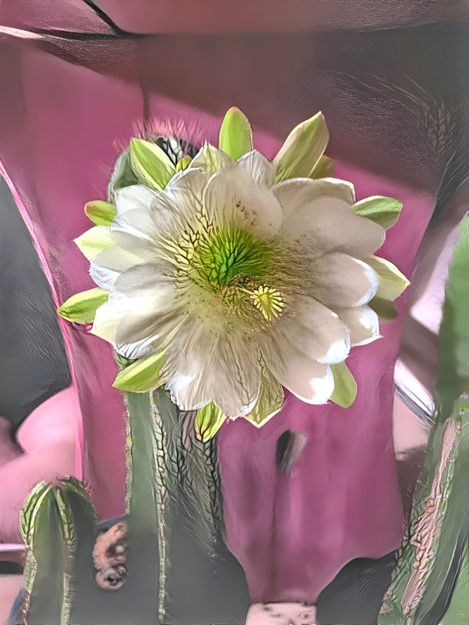 Cactus Flower II