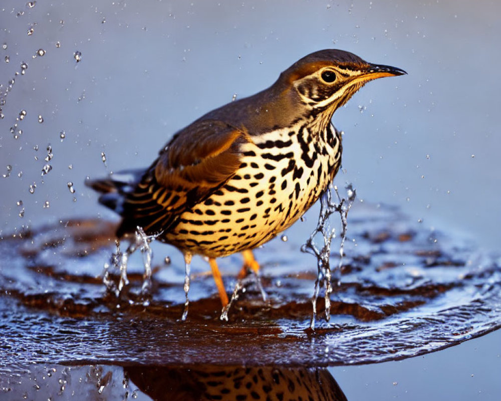Brown Speckled Thrush Standing in Water with Droplets Splashing - Soft Lit Background