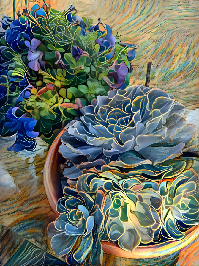 Succulents and petunias 