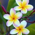 Colorful Watercolor Painting of Plumeria Flowers and Foliage