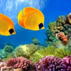 Colorful Coral Reefs with Vibrant Orange Fish