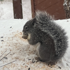 Grey squirrel eating on snow-covered ground with snowflakes and snowman in background.