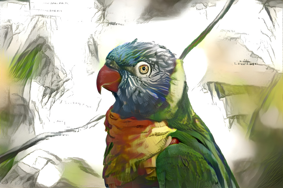 Lorikeets my name, and I don’t draw the same