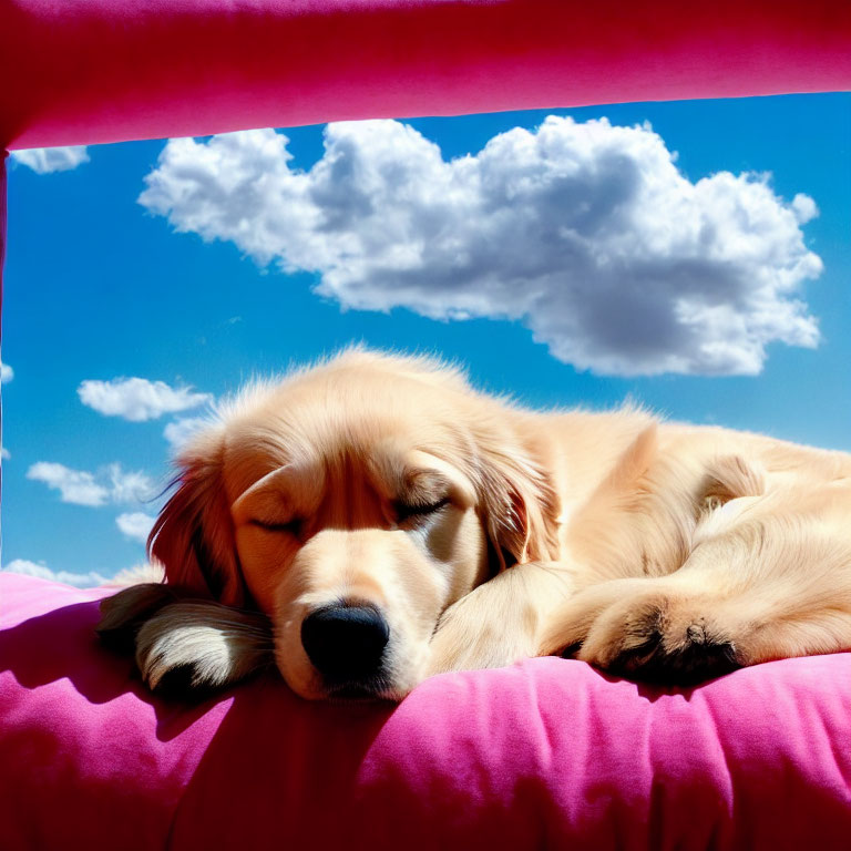 Golden Retriever Sleeping on Pink Surface with Blue Sky and Clouds