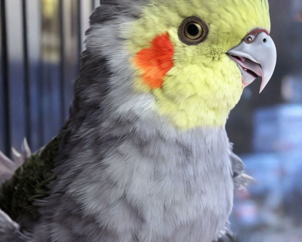Grey Cockatiel with Yellow Face and Orange Cheek Patch