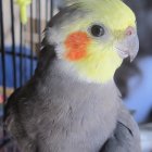Grey Cockatiel with Yellow Face and Orange Cheek Patch