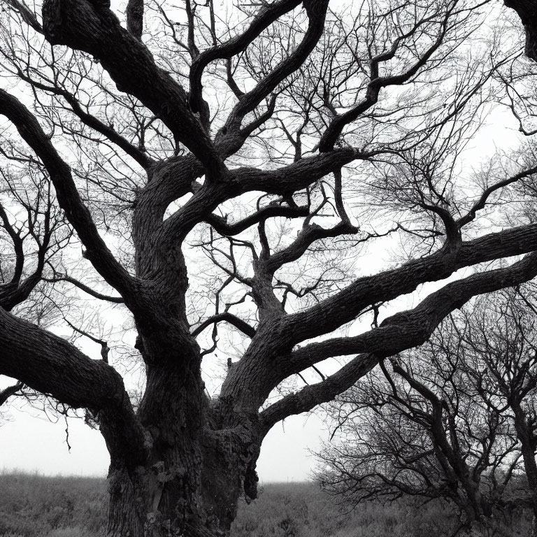 Monochrome photo of leafless tree in stark landscape