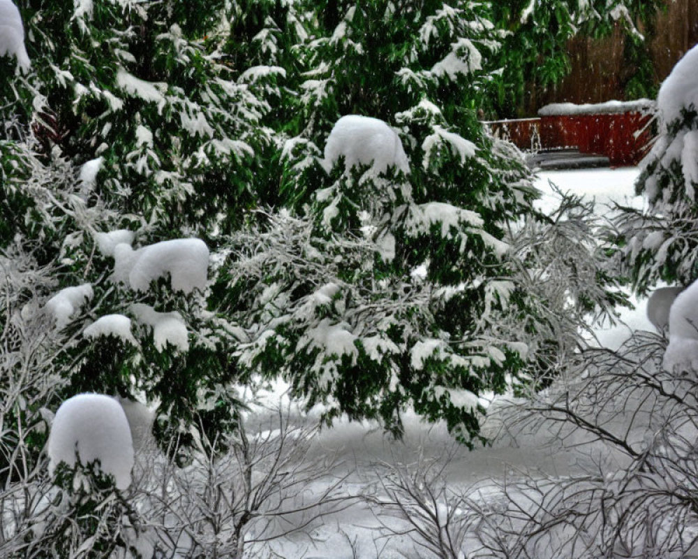 Snow-covered evergreen trees with red vehicle in background