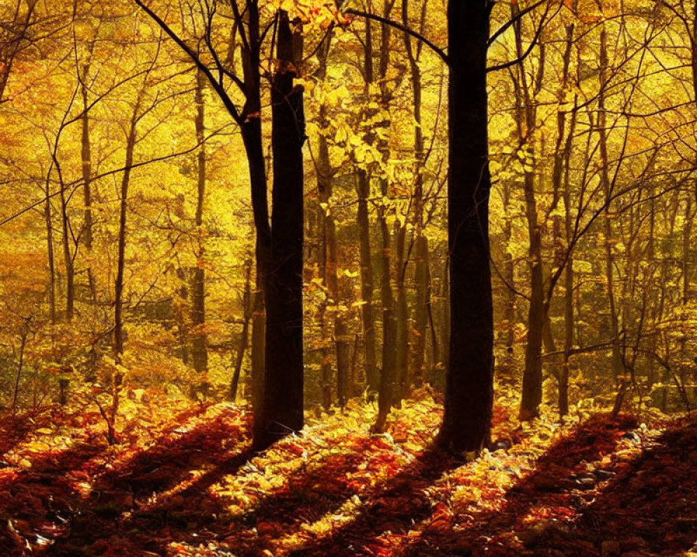 Autumn forest with golden sunlight and vibrant leaves