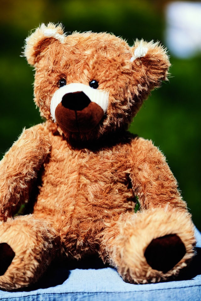 Brown Teddy Bear with Light Snout Against Green Background in Natural Sunlight