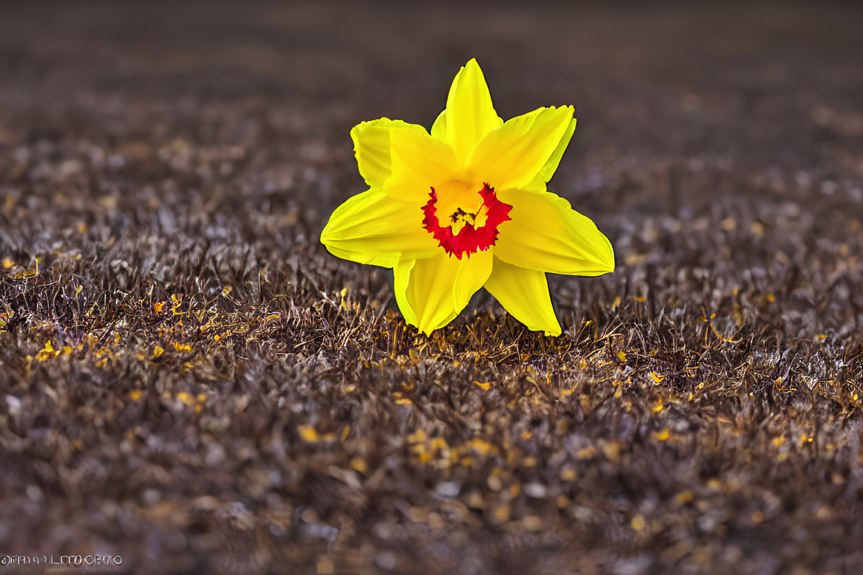 Bright Yellow Daffodil with Orange Center Blooms in Spring Setting