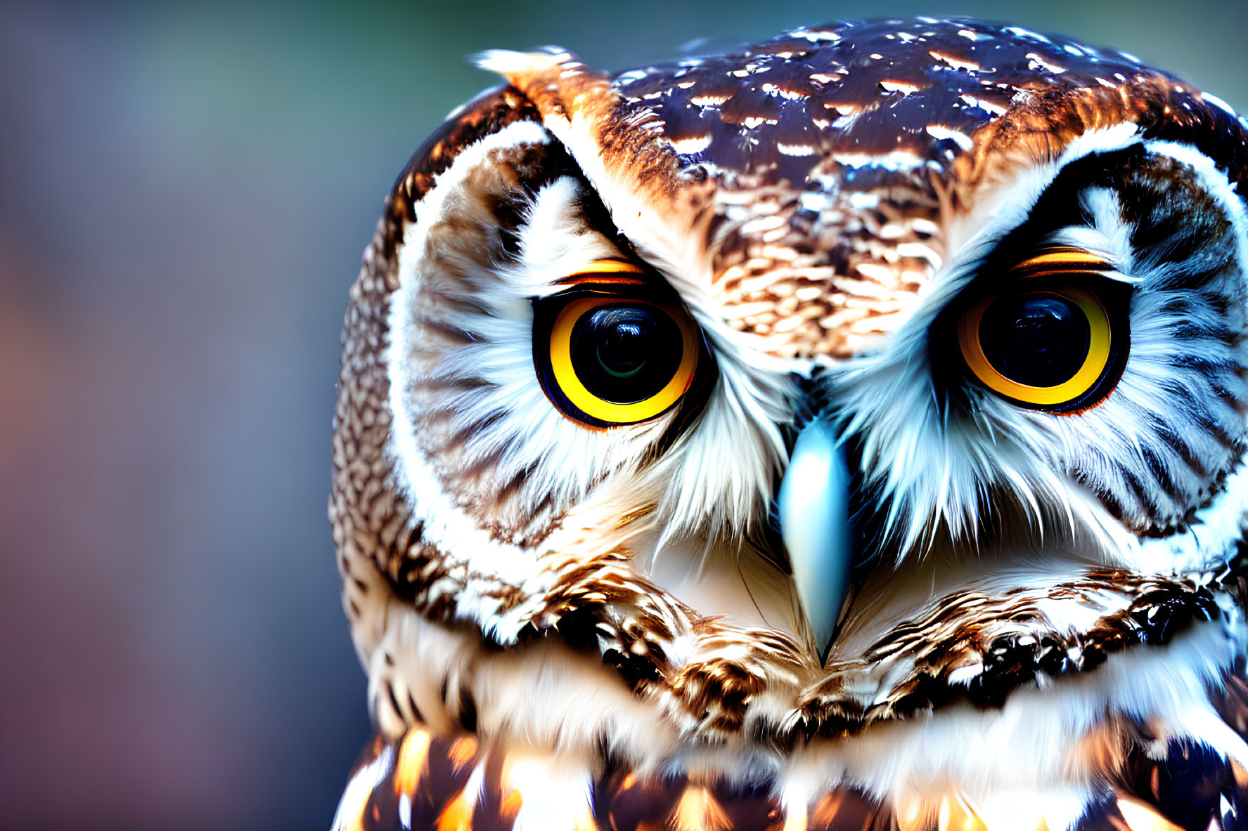 Detailed Close-up of Owl with Intense Yellow Eyes and Brown & White Feathers