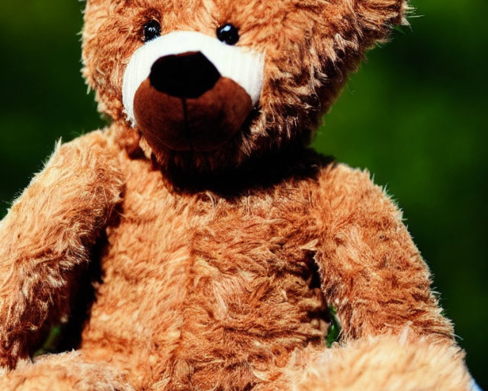 Brown Teddy Bear with Light Snout Against Green Background in Natural Sunlight