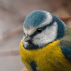 Gray-headed bird with white cheeks and black eyes on yellow body against gradient backdrop