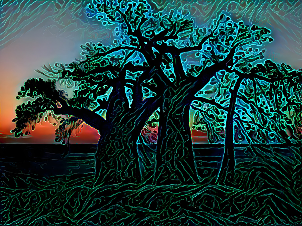 Baobab Sunset