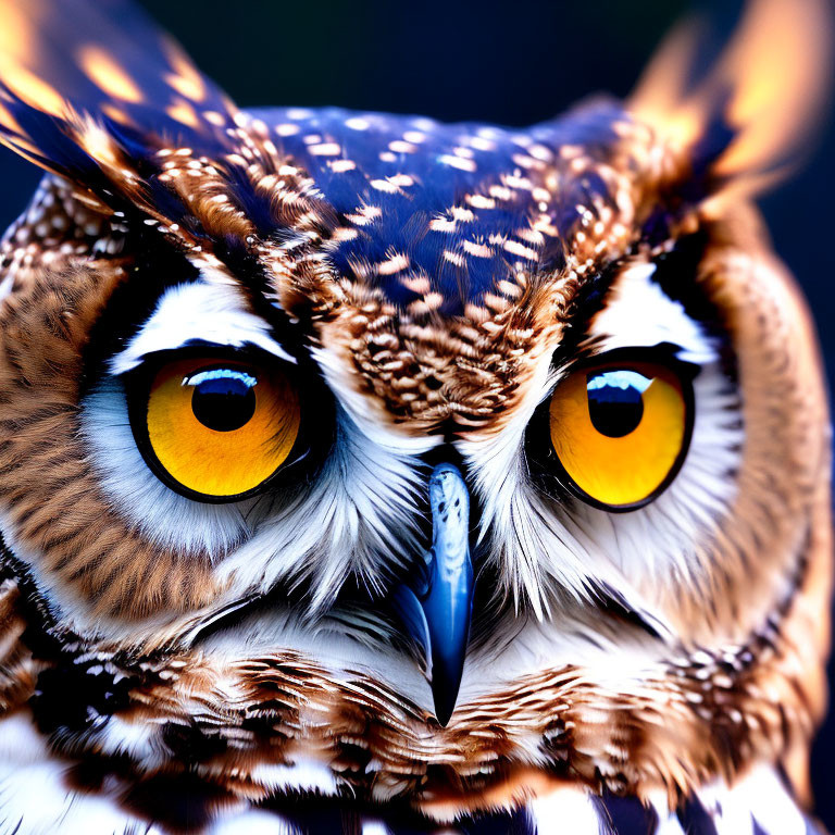Intense owl with yellow eyes, facial feathers, and sharp beak on dark background