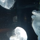 Translucent jellyfish with long tentacles in dark underwater setting