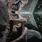 Octopus Swimming over Coral Reefs with Spread Tentacles