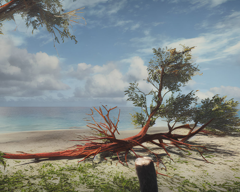 Unique red-rooted tree on sandy beach with calm ocean waters and clear blue sky