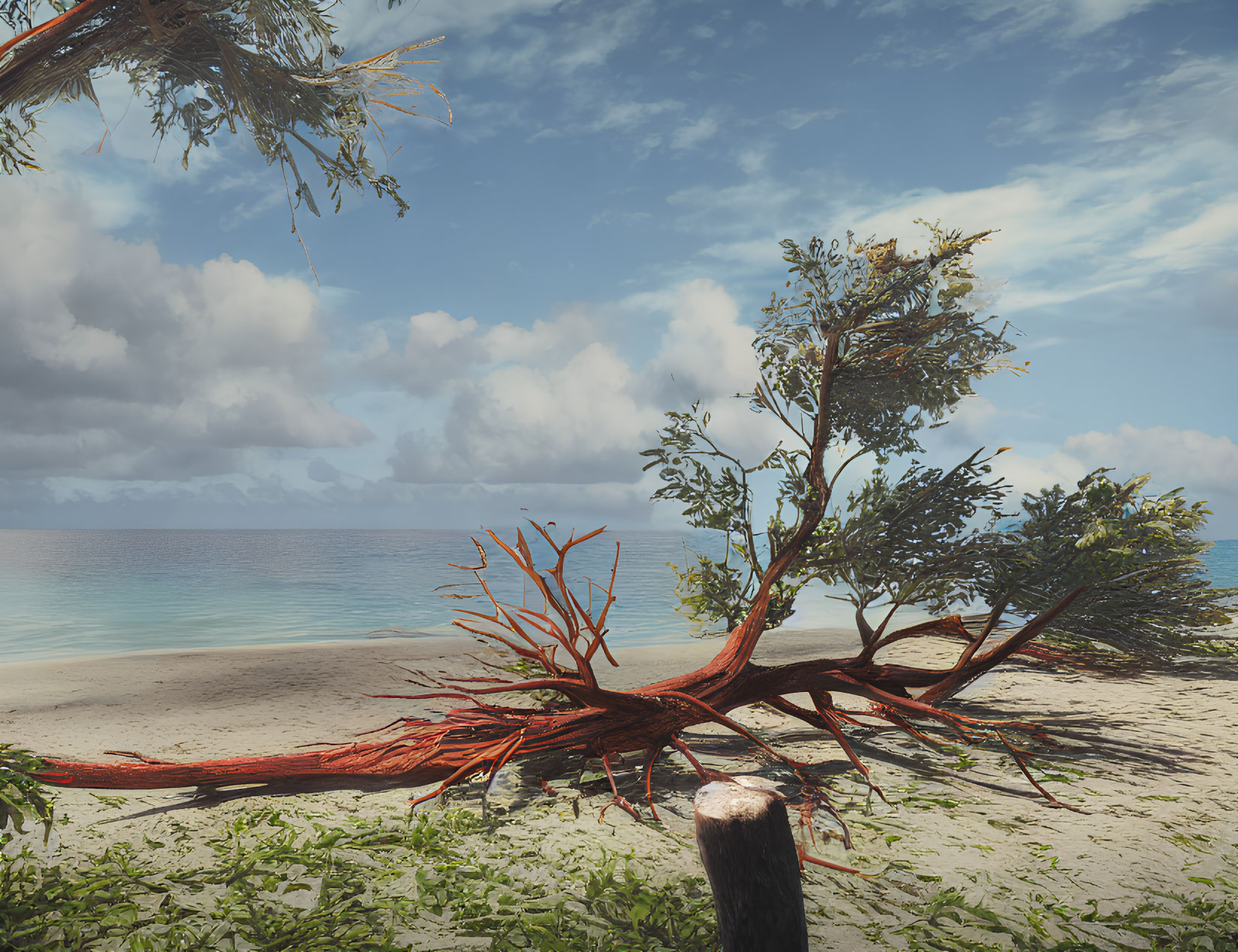 Unique red-rooted tree on sandy beach with calm ocean waters and clear blue sky