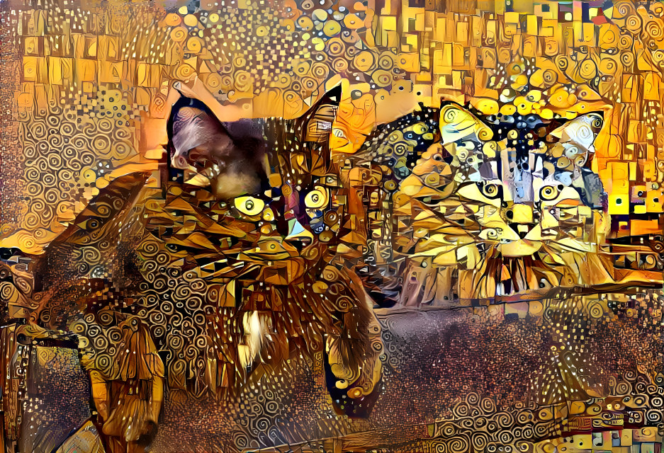 2 Curious Cats