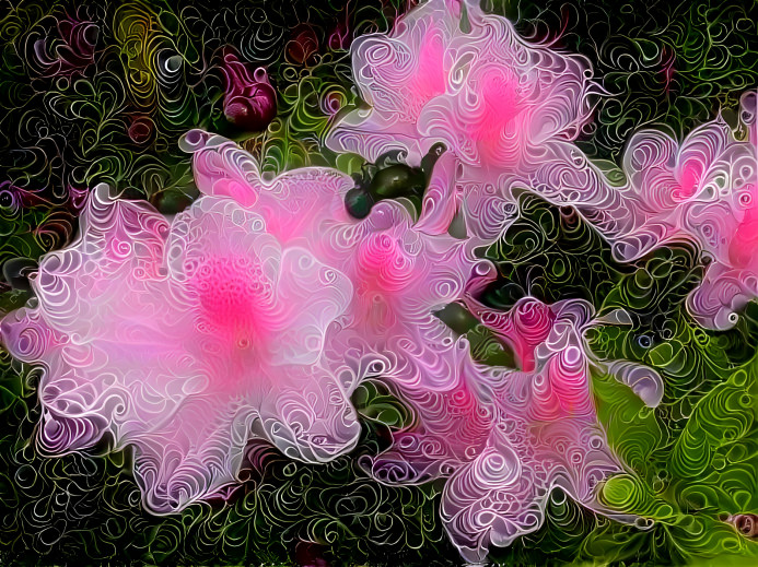 Flower Amoebas 