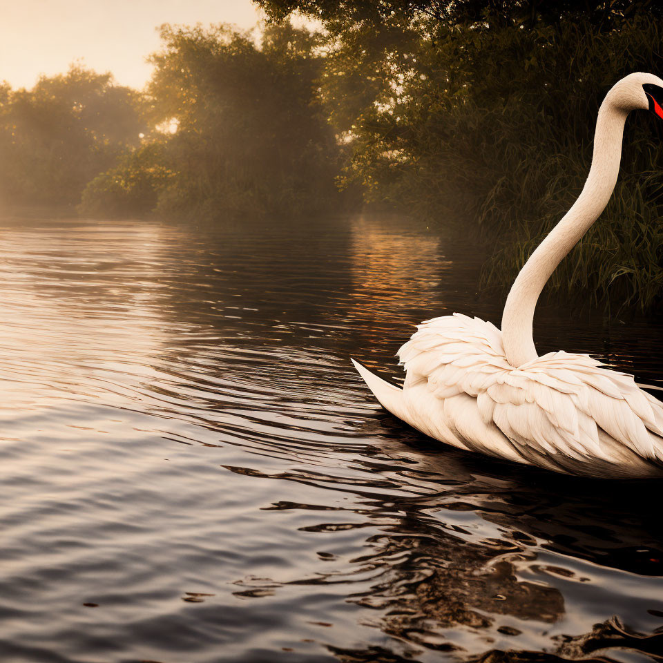 Graceful Swan on Calm Lake at Dawn with Rising Mist and Lush Greenery