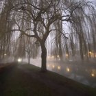 Ethereal fog envelops delicate trees in serene landscape