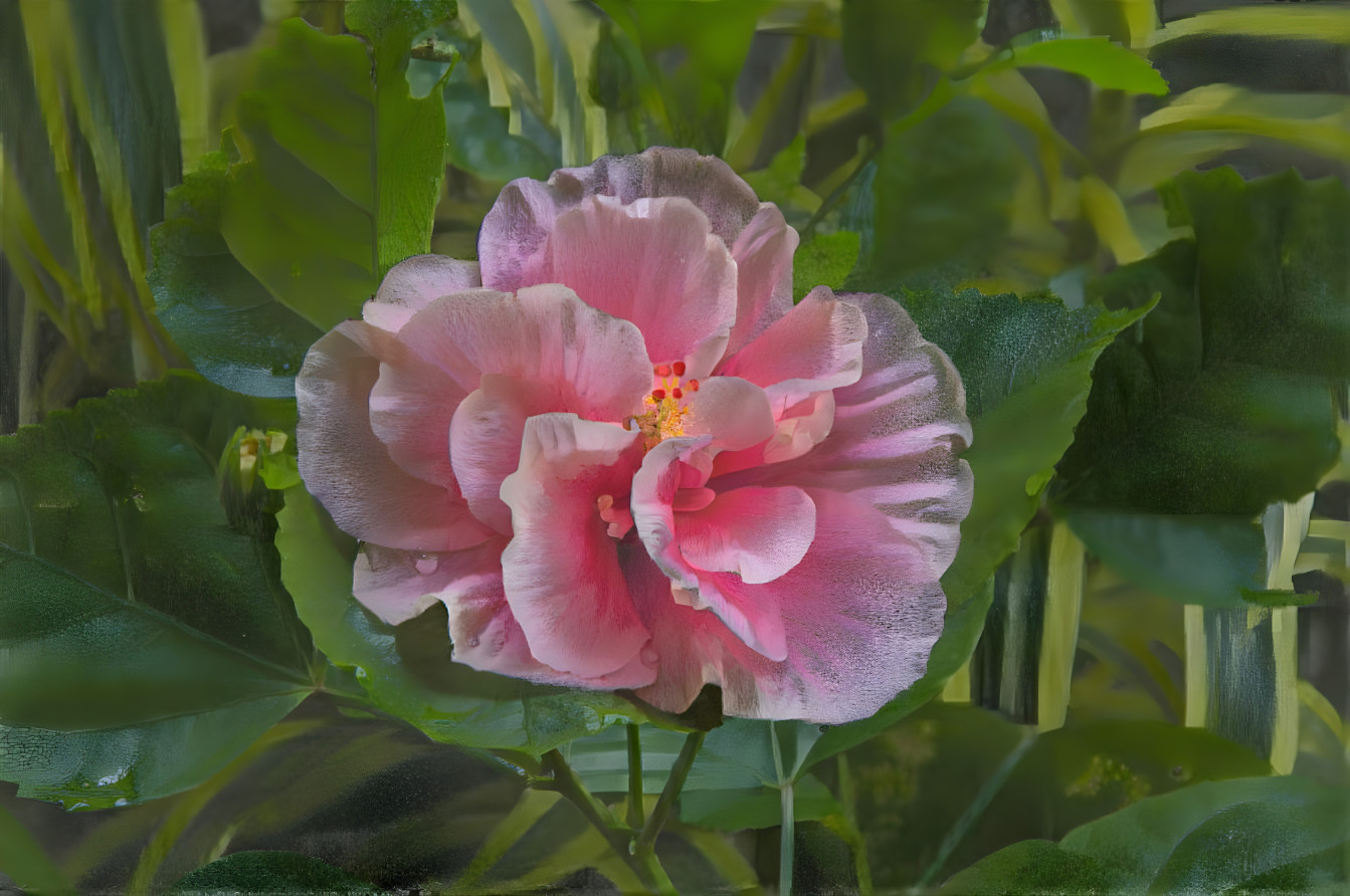 "Pink Hibiscus Bloom"