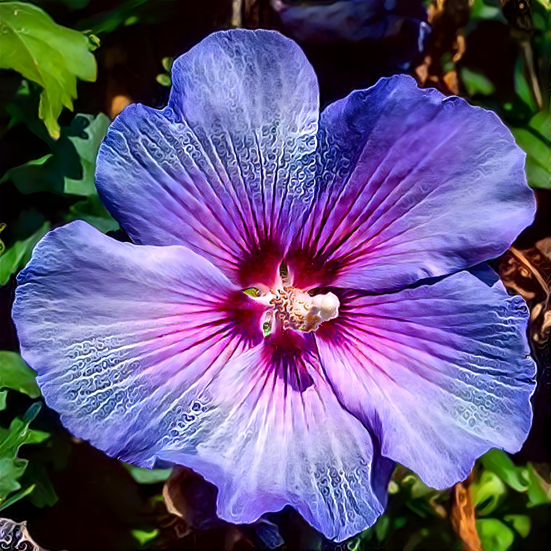 "Purple Hibiscus"